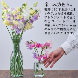 ＜先行予約受付中！2026年1月以降順次発送予定＞＜A品＞スイートピーミックス(50本)花 フラワー ギフト 贈り物 プレゼント 常温 保存 宮崎県 門川町【AL-3】【安田農園】