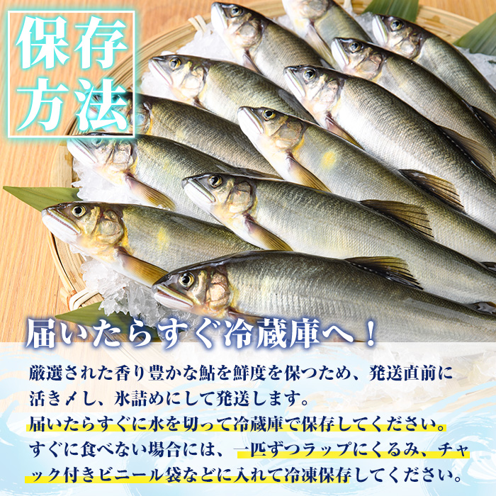 【北海道・離島配送不可】＜先行予約受付中！2026年6～8月の間に発送予定＞生若鮎(約1kg・12～16匹) 鮎 冷蔵 若鮎 生き〆 生きシメ 国産 門川町産 宮崎県産 塩焼き あゆ 川魚 養殖 香魚 期間限定 【ME-01】【米良水産】