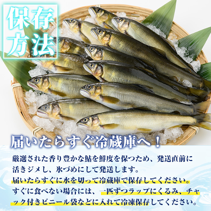 【北海道・離島配送不可】＜先行予約受付中！2026年10月～11月中旬の間に発送予定＞＜期間限定＞生子持ち鮎(約1kg・10～14匹)  鮎 冷蔵 子持ち鮎 生き〆 生きシメ 国産 門川町産 宮崎県産 塩焼き あゆ 川魚 養殖 香魚 期間限定 【ME-02】【米良水産】
