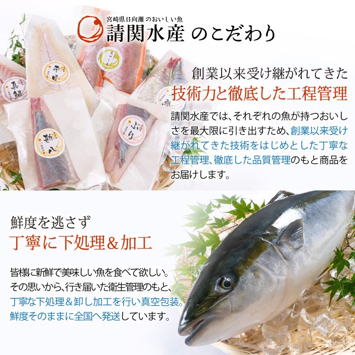 【北海道・離島配送不可】＜定期便・全6回(連続)＞旬の鮮魚(6ヶ月コース)お刺身 お刺し身 魚介 海鮮 漬け丼 ブリ ぶり ヒラメ 真鯛 シマアジ カンパチ お楽しみ【UZ-10】【請関水産】