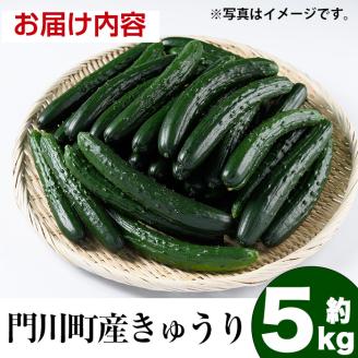 宮崎県産きゅうり(5kg)野菜 やさい 旬 新鮮 サラダ キュウリ 胡瓜 冷蔵 宮崎県産【NS-1】【中澤農園】