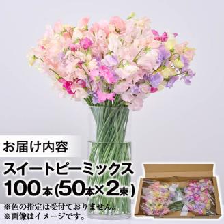 ＜先行予約受付中！2025年12月中旬以降順次発送予定＞門川町産スイートピーミックス(計100本・50本×2束) 花 フラワー ギフト 贈り物 プレゼント 常温 保存 宮崎県 門川町【AL-1】【安田農園】