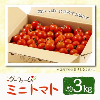 ＜先行予約受付中！2025年12月から順次発送予定＞＜期間限定＞ ミニトマト(約3kg) ミニトマト(約3kg)野菜 とまと フルーツトマト サマー千果 アイコ サラダ 【GF-2】【グーファーム】