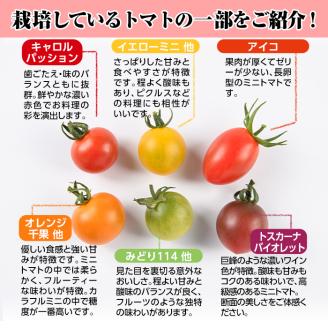 ＜先行予約受付中！2025年11月上旬から順次発送予定＞カラフルトマト食べ比べセット(約2kg・9品種の中から4品種以上)国産 宮崎県産 とまと 野菜 サラダ 黄色 オレンジ みどり 紫 アイコ 赤 セレブスイート【KT-2】【K.TFarm】