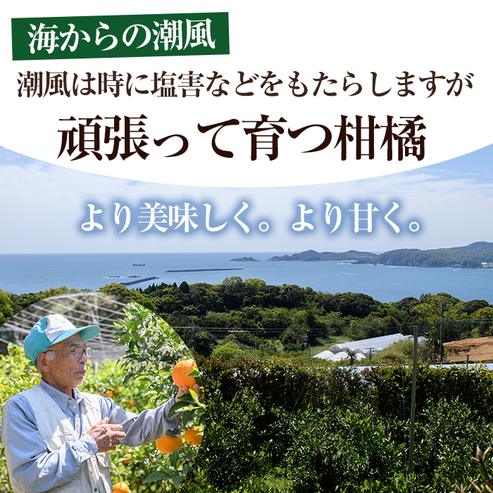 ＜訳あり！＞宮崎県門川町産せとか(約3.5kg)柑橘 果物 数量限定 期間限定 国産 フルーツ 常温保存 遠見半島 宮崎県 門川町【AE-24】【勝農園】