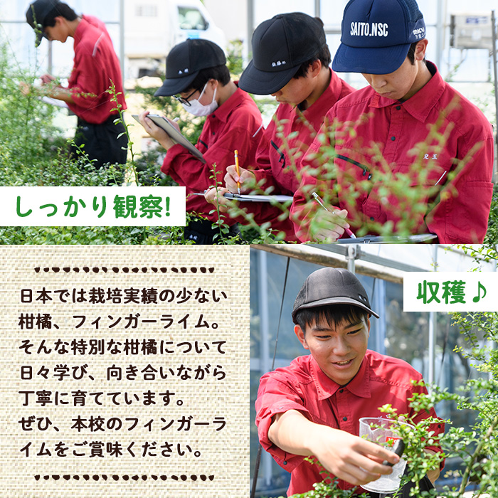 ＜数量限定・期間限定＞宮崎県門川町産フィンガーライム(70g) 柑橘 希少 ライム キャビアライム シトラス 高校生 門高 【AU-3】【宮崎県立門川高等学校】