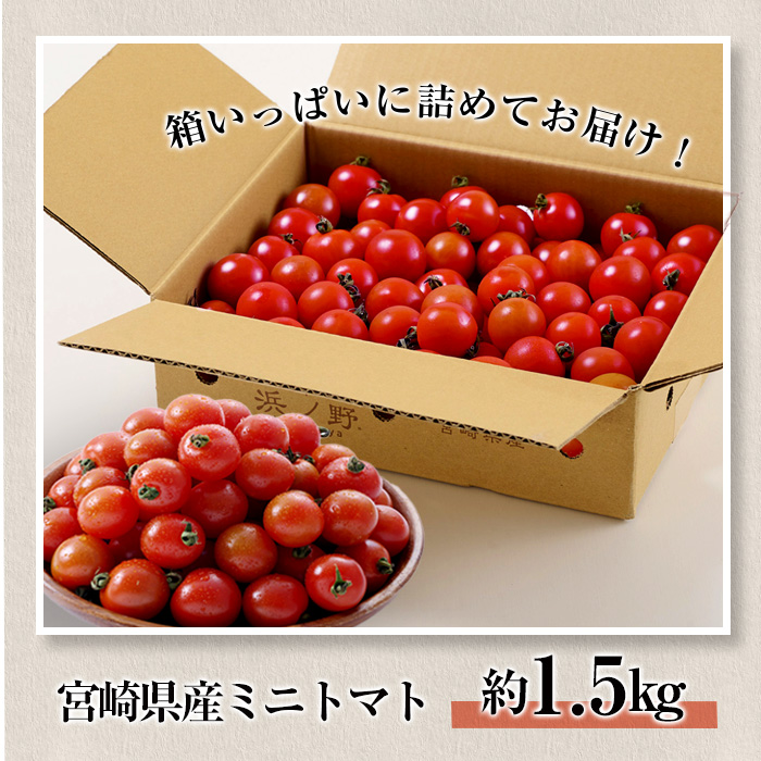 ＜先行予約受付中！2025年12月から順次発送予定＞＜期間限定＞ミニトマト(約1.5kg) 野菜 とまと フルーツトマト サマー千果 アイコ サラダ 【GF-4】【グーファーム】