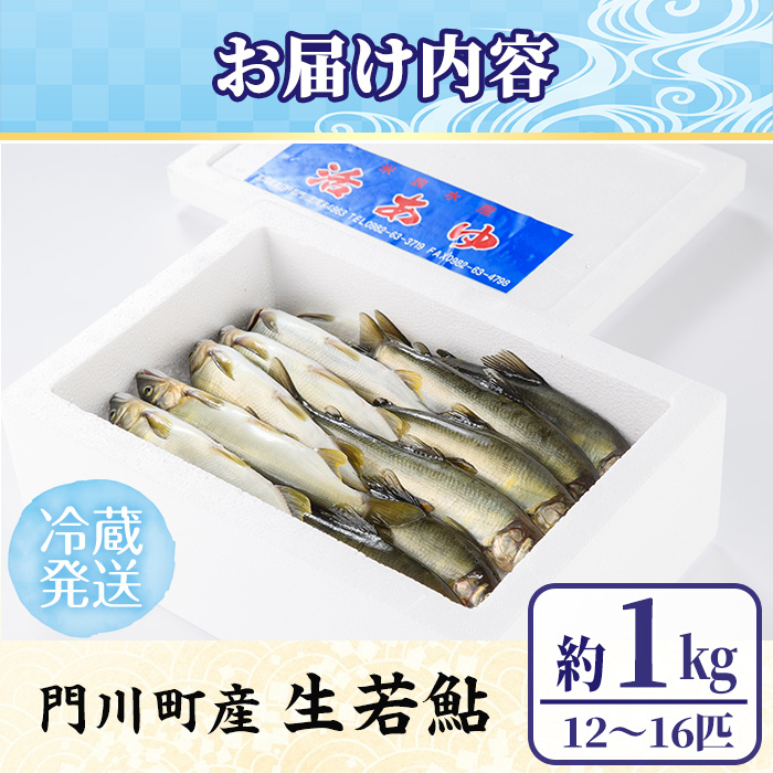 【北海道・離島配送不可】＜先行予約受付中！2026年6～8月の間に発送予定＞生若鮎(約1kg・12～16匹) 鮎 冷蔵 若鮎 生き〆 生きシメ 国産 門川町産 宮崎県産 塩焼き あゆ 川魚 養殖 香魚 期間限定 【ME-01】【米良水産】