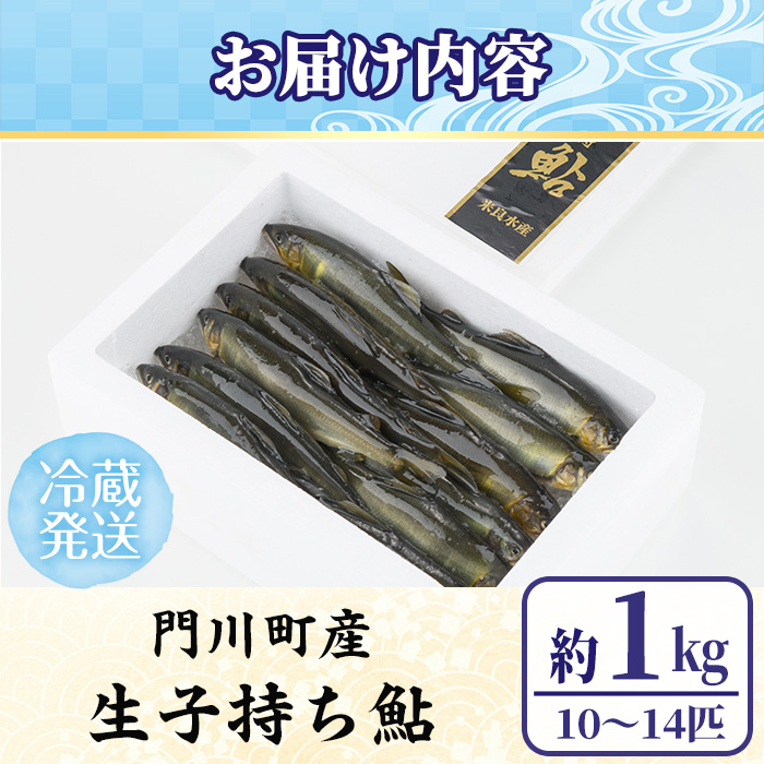 【北海道・離島配送不可】＜先行予約受付中！2026年10月～11月中旬の間に発送予定＞＜期間限定＞生子持ち鮎(約1kg・10～14匹)  鮎 冷蔵 子持ち鮎 生き〆 生きシメ 国産 門川町産 宮崎県産 塩焼き あゆ 川魚 養殖 香魚 期間限定 【ME-02】【米良水産】