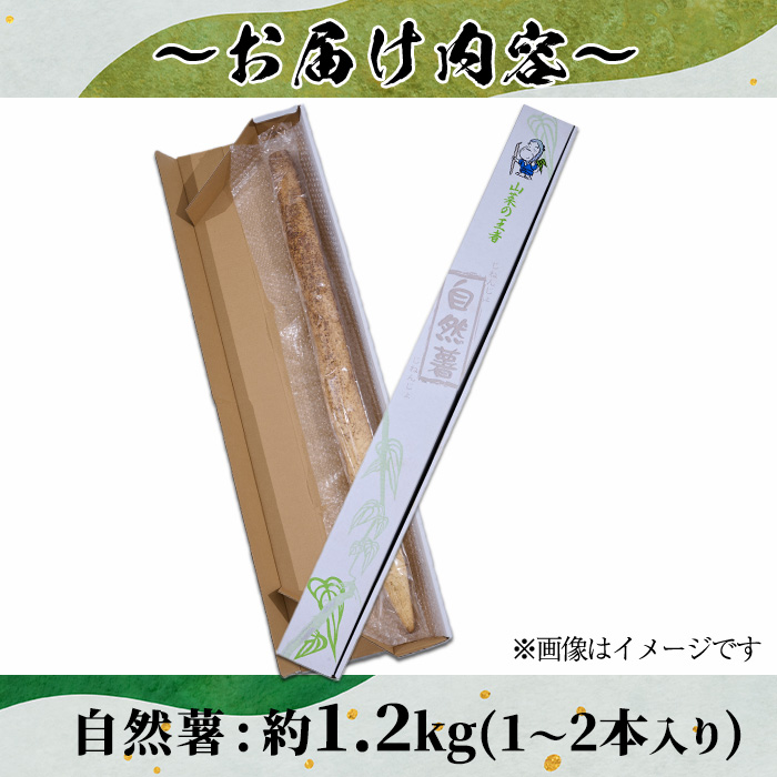 ＜先行予約受付中！2025年11月下旬から順次発送予定＞＜期間限定＞山菜の王者自然薯 (約1.2kg)  山芋 じねんじょ とろろ 長いも 国産 旬 野菜 新鮮 やさい 常温 保存 宮崎県 門川町 【Y-1】【自然薯組合】