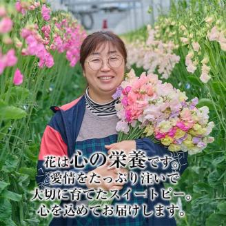 ＜先行予約受付中！2025年12月中旬以降順次発送予定＞門川町産スイートピーミックス(計100本・50本×2束) 花 フラワー ギフト 贈り物 プレゼント 常温 保存 宮崎県 門川町【AL-1】【安田農園】