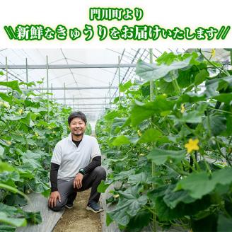 宮崎県産きゅうり(5kg)野菜 やさい 旬 新鮮 サラダ キュウリ 胡瓜 冷蔵 宮崎県産【NS-1】【中澤農園】