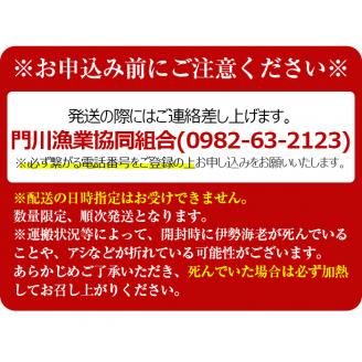 ＜数量限定・期間限定＞天然！門川町産活き伊勢海老(計1kg・約2～3尾)エビ えび 刺身 魚介 海鮮 朝獲れ 国産【O-4】【門川漁業協同組合】