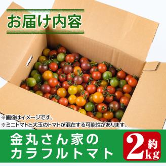 ＜先行予約受付中！2025年11月上旬から順次発送予定＞カラフルトマト食べ比べセット(約2kg・9品種の中から4品種以上)国産 宮崎県産 とまと 野菜 サラダ 黄色 オレンジ みどり 紫 アイコ 赤 セレブスイート【KT-2】【K.TFarm】