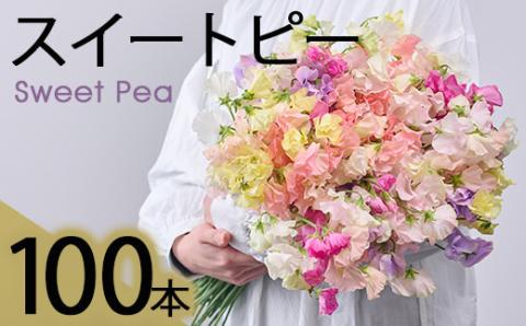 ＜先行予約受付中！2025年12月中旬以降順次発送予定＞門川町産スイートピーミックス(計100本・50本×2束) 花 フラワー ギフト 贈り物 プレゼント 常温 保存 宮崎県 門川町【AL-1】【安田農園】