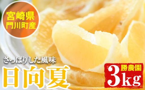 ＜先行予約受付中！2026年3～6月末の間に発送予定＞日向夏(約3kg) 柑橘 果物 数量限定 期間限定 国産 フルーツ 常温 保存 遠見半島 【AE-13】【勝農園】