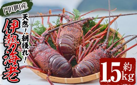 ＜数量限定・期間限定＞ 天然！門川町産活き伊勢海老(計1.5kg・約2～6尾)エビ えび 刺身 魚介 海鮮 朝獲れ 国産【O-6】【門川漁業協同組合】
