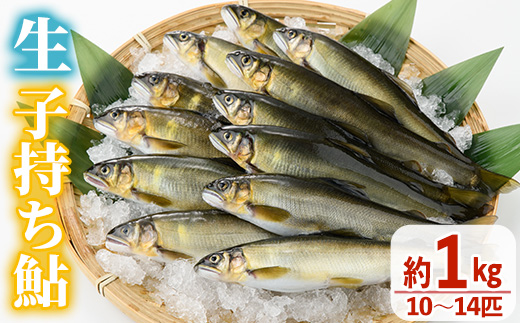 【北海道・離島配送不可】＜先行予約受付中！2026年10月～11月中旬の間に発送予定＞＜期間限定＞生子持ち鮎(約1kg・10～14匹)  鮎 冷蔵 子持ち鮎 生き〆 生きシメ 国産 門川町産 宮崎県産 塩焼き あゆ 川魚 養殖 香魚 期間限定 【ME-02】【米良水産】