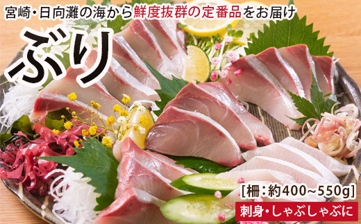 【北海道・離島配送不可】日向灘ぶりのお刺身(約400～550g)魚介 魚 旬 海鮮 ブリ 鰤 ぶり柵 刺身 しゃぶしゃぶ 冷蔵 宮崎県 門川町【UZ-03】【請関水産】