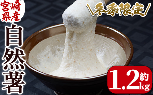 ＜先行予約受付中！2025年11月下旬から順次発送予定＞＜期間限定＞山菜の王者自然薯 (約1.2kg)  山芋 じねんじょ とろろ 長いも 国産 旬 野菜 新鮮 やさい 常温 保存 宮崎県 門川町 【Y-1】【自然薯組合】