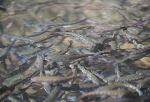 【先行受付：令和8年版】【椎葉での渓流釣りを楽しむ】遊漁許可証(年券) 耳川水系【釣り好き必見】【GK-1】[送料無料 宮崎県 宮崎 椎葉村 椎葉 遊漁券 遊漁許可証 許可証 釣り 釣 河 川 遊漁 券 年券 耳川水系 川魚 ヤマメ ヤマメ釣り 耳川水 体験]