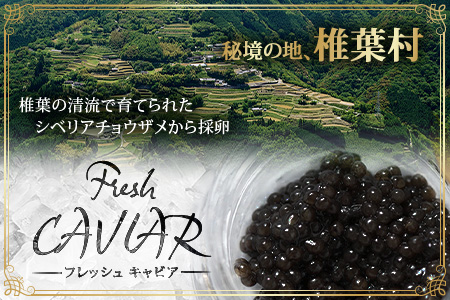 〈12回定期便〉【桐箱入り】 国産 キャビア 5g × 12回配送 計60g【世界三大珍味×日本三大秘境】 宮崎 椎葉 国産 チョウザメ キャビア 魚卵 定期便 魚介 珍味 贈答 希少 SZ-118_12teiki