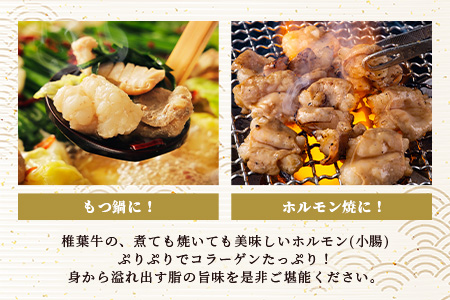 宮崎県産 椎葉牛 ぷりぷりホルモン（小腸）もつ鍋・焼肉用 200g×4P（800g）［宮崎 椎葉 国産 国産牛 もつ鍋 焼肉  バーベキュー 冷凍 ギフト］【TK-82】