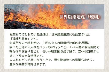 椎葉村の焼畑農家がつくった よもぎクッキー【手づくりの焼菓子】［送料無料 宮崎県 椎葉村 椎葉 日本三大秘境 秘境 焼畑 やきはた くっきー クッキー よもぎ 蓬 よもぎクッキー おやつ おかし 菓子 お菓子 焼き菓子 無添加 手作り 自然 ギフト お土産］【YS-33】