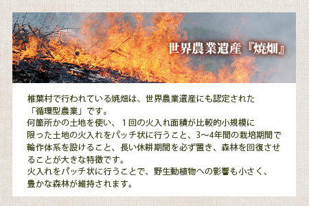 椎葉村の焼畑農家がつくった 山桑の葉クッキー【手づくりの焼菓子】［送料無料 宮崎県 椎葉村 椎葉 日本三大秘境 秘境 焼畑 やきはた くっきー クッキー 山桑 山桑の葉 山桑の葉クッキー おやつ おかし 菓子 お菓子 焼き菓子 無添加 手作り 自然 ギフト お土産］【YS-35】