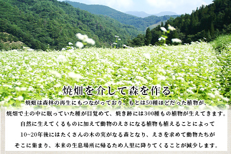 焼畑農家がつくった あわもち 10個【日本三大秘境の地「椎葉村」からお届け】送料無料 宮崎県 宮崎 椎葉村 椎葉 餅 あわ 粟 あわもち あわ餅 粟もち 粟餅 雑穀 もち モチ セット 焼き餅 焼餅 正月 お祝い 祝い 美味しい うまい やきもち もち米 焼きもち【YS-47】