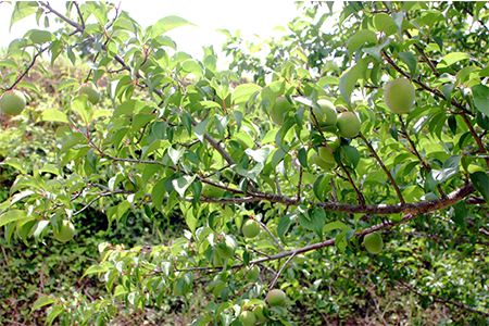 【昔ながらの伝統の味 】宮崎県椎葉村産 南高梅使用 梅干し「姫伝説」230g×6袋【合計1.38kg】