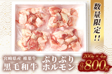 宮崎県産 椎葉牛 ぷりぷりホルモン（小腸）もつ鍋・焼肉用 200g×4P（800g）［宮崎 椎葉 国産 国産牛 もつ鍋 焼肉  バーベキュー 冷凍 ギフト］【TK-82】
