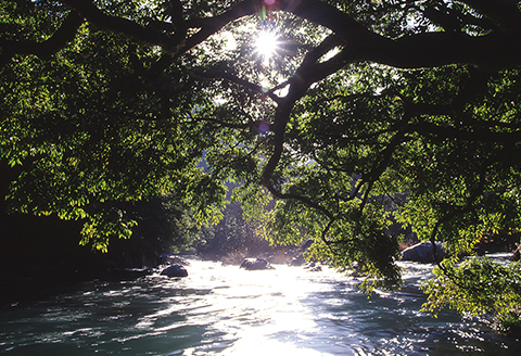 【先行受付：令和8年版】【椎葉での渓流釣りを楽しむ】遊漁許可証(年券) 耳川水系【釣り好き必見】【GK-1】[送料無料 宮崎県 宮崎 椎葉村 椎葉 遊漁券 遊漁許可証 許可証 釣り 釣 河 川 遊漁 券 年券 耳川水系 川魚 ヤマメ ヤマメ釣り 耳川水 体験]