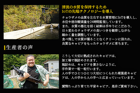 【世界三大珍味×日本三大秘境】HEIKE CAVIAR  ワインキャビア 20g【産地直送】【桐箱入り】［宮崎 椎葉 国産 チョウザメ キャビア 20g 魚卵 卵 クリーミー お酒 魚介 珍味 加工品 冷凍 高級 高級木材 贅沢 世界三大珍味 お取り寄せ お取り寄せグルメ ディナー パーティー おつまみ グルメ ギフト 記念日 誕生日 プレゼント お祝い 贈り物 贈答 桐箱 希少］【SZ-129】