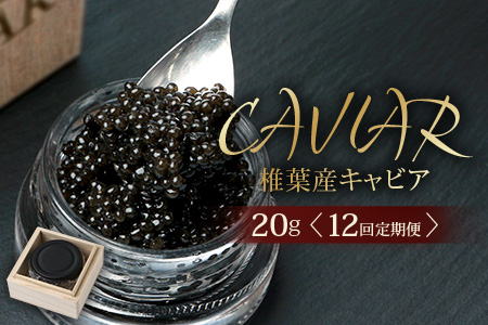 〈12回定期便〉【桐箱入り】 国産 キャビア 20g × 12回配送 計240g【世界三大珍味×日本三大秘境】 宮崎 椎葉 国産 チョウザメ キャビア 魚卵 定期便 魚介 珍味 贈答 希少 SZ-103_12teiki