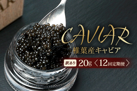 【12回定期便】【訳あり】 国産 キャビア HEIKE CAVIAR 20g × 12回 計240g 【世界三大珍味×日本三大秘境】 訳あり 宮崎 椎葉 国産 チョウザメ キャビア 定期便 魚卵 魚介 珍味 贈答 希少 SZ-117_12teiki