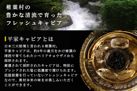 定期便 【桐箱入り】【12ヶ月お届け 合計120g(10g×12回)】HEIKE CAVIAR【世界三大珍味×日本三大秘境】 国産 12ヵ月 定期便 チョウザメ キャビア 魚卵 魚介 珍味 贈答 人気 SZ-111