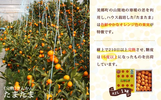【TVで紹介されました!】 きんかん 糖度16度以上 たまたま 1kg A2L サイズ 【期間限定発送】 [農林産物直売所 美郷ノ蔵 宮崎県 美郷町 31ab0062] 金柑 キンカン きんかんたまたま 金柑たまたま 柑橘 果物 フルーツ