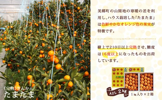 【TVで紹介されました!】 きんかん 糖度16度以上 たまたま A2L サイズ 1kg 2箱 計2kg 【期間限定発送】 [農林産物直売所 美郷ノ蔵 宮崎県 美郷町 31ab0063] 金柑 キンカン きんかんたまたま 金柑たまたま 柑橘 果物 フルーツ
