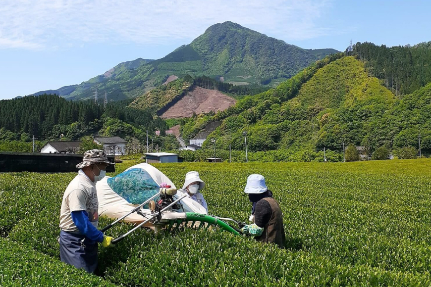 緑茶 厳選茶葉使用 ひむかのお茶 500ml×18本 1ケース [農林産物直売所 美郷ノ蔵 宮崎県 美郷町 31ab0084] 茶 お茶 ペットボトル 宮崎県産 美郷産 送料無料