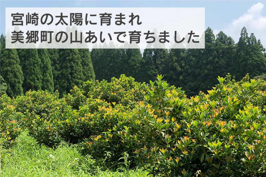 しきみ しきび 4束 セット 70cm 40cm 各2束 [中村しきみ園 宮崎県 美郷町 31ay0003] 樒 シキミ 彼岸 お墓 おしきみ お彼岸 墓参り 宮崎県産 産 冷蔵便