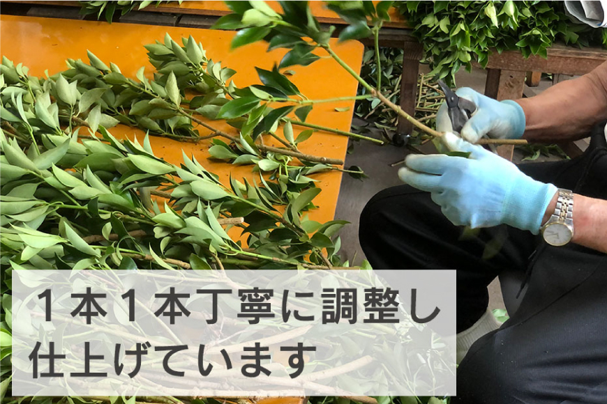 しきみ しきび 2束 セット 70cm [中村しきみ園 宮崎県 美郷町 31ay0004] 樒 シキミ 彼岸 お墓 おしきみ お彼岸 墓参り 宮崎県産 産 冷蔵便