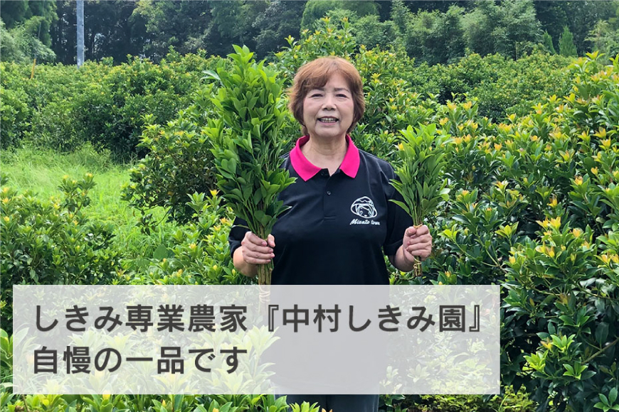 しきみ しきび 4束 セット 70cm 40cm 各2束 [中村しきみ園 宮崎県 美郷町 31ay0003] 樒 シキミ 彼岸 お墓 おしきみ お彼岸 墓参り 宮崎県産 産 冷蔵便