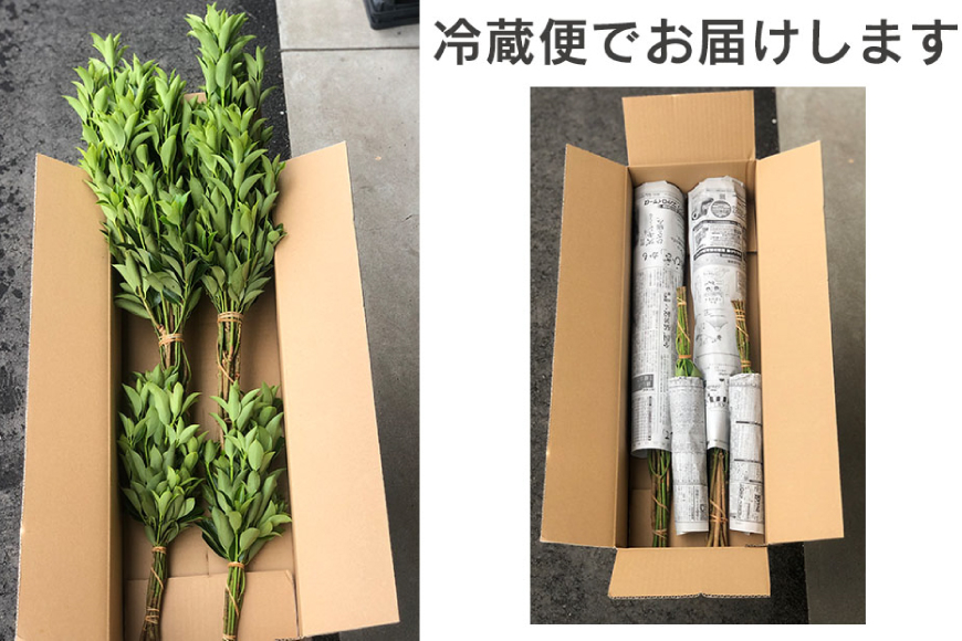 しきみ しきび 4束 セット 70cm 40cm 各2束 [中村しきみ園 宮崎県 美郷町 31ay0003] 樒 シキミ 彼岸 お墓 おしきみ お彼岸 墓参り 宮崎県産 産 冷蔵便