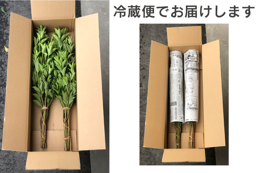 しきみ しきび 2束 セット 70cm [中村しきみ園 宮崎県 美郷町 31ay0004] 樒 シキミ 彼岸 お墓 おしきみ お彼岸 墓参り 宮崎県産 産 冷蔵便