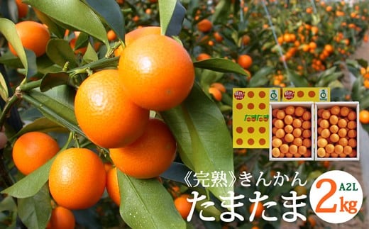 【TVで紹介されました!】 きんかん 糖度16度以上 たまたま A2L サイズ 1kg 2箱 計2kg 【期間限定発送】 [農林産物直売所 美郷ノ蔵 宮崎県 美郷町 31ab0063] 金柑 キンカン きんかんたまたま 金柑たまたま 柑橘 果物 フルーツ
