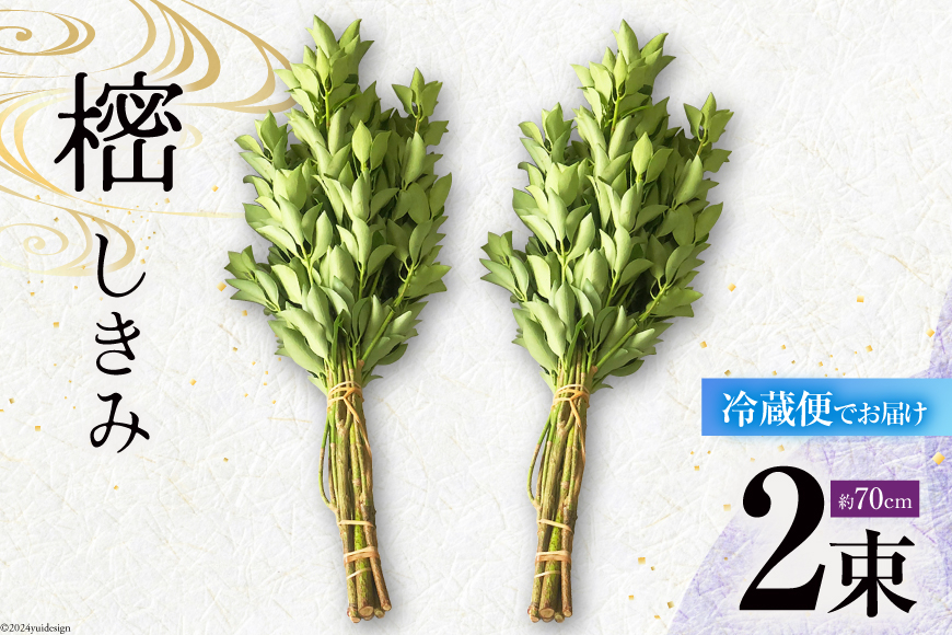 しきみ しきび 2束 セット 70cm [中村しきみ園 宮崎県 美郷町 31ay0004] 樒 シキミ 彼岸 お墓 おしきみ お彼岸 墓参り 宮崎県産 産 冷蔵便