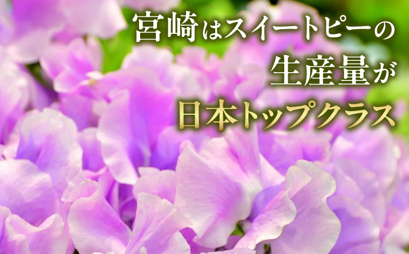 スイートピー（2月限定）| 卒業式 卒業祝い 入学式 入学祝い  成人式 成人祝 スイートピー 花  生花 花束 プレゼント 贈り物 贈答 ギフト お返し お祝い 内祝い 記念日 誕生日  結婚記念 退職祝い |_Tk004-053