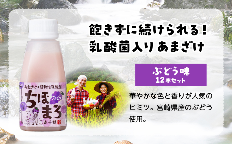 乳酸菌入りあまざけ ちほまろ 150g　12本セット【ぶどうのみ】 | ノンアルコール 贈答 贈り物 おすそ分け 日課 ドリンク 飲み物 乳酸飲料 飲料 宮崎県 高千穂町 |_Tk015-017-g12