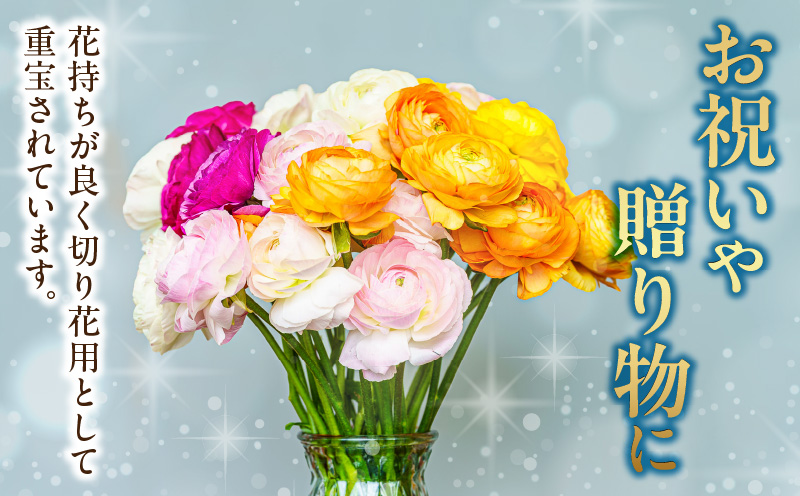 ラナンキュラス（2月限定）| あまてらすラナンキュラス 花 お花 フラワー 花弁 白 黄 赤 ピンク オレンジ 贈答 贈り物 ギフト プレゼント お祝い 内祝い 卒業祝い 退職祝い 記念日 結婚記念日 誕生日 節目 門出 花言葉 観賞 観賞用 植物 生け花 切り花 宮崎県 高千穂町 |_Tk004-052